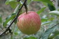 りんご.JPG