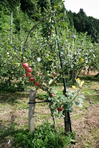 リンゴの木.JPG